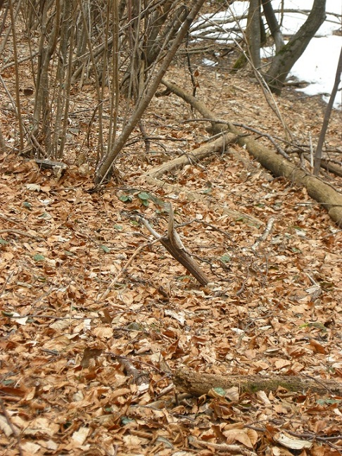 palchi raccolti